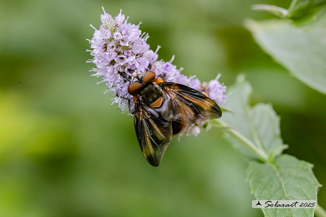 Phasia hemiptera