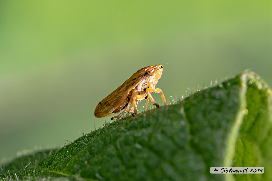 Philaenus spumarius