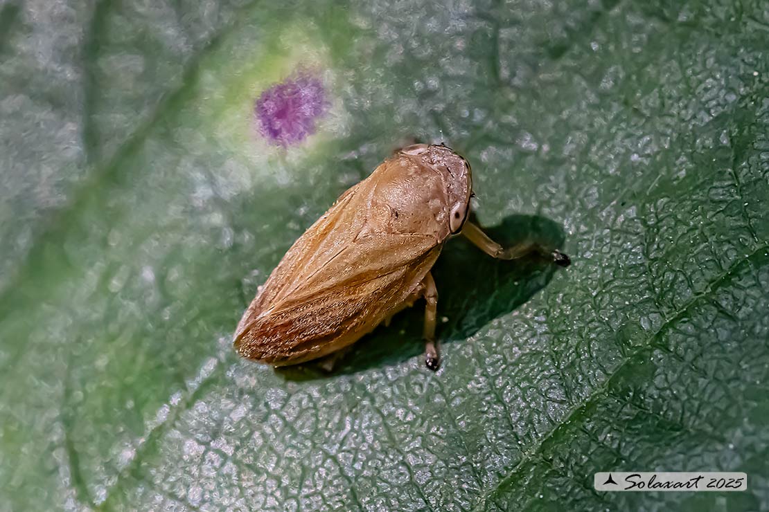 Philaenus spumarius