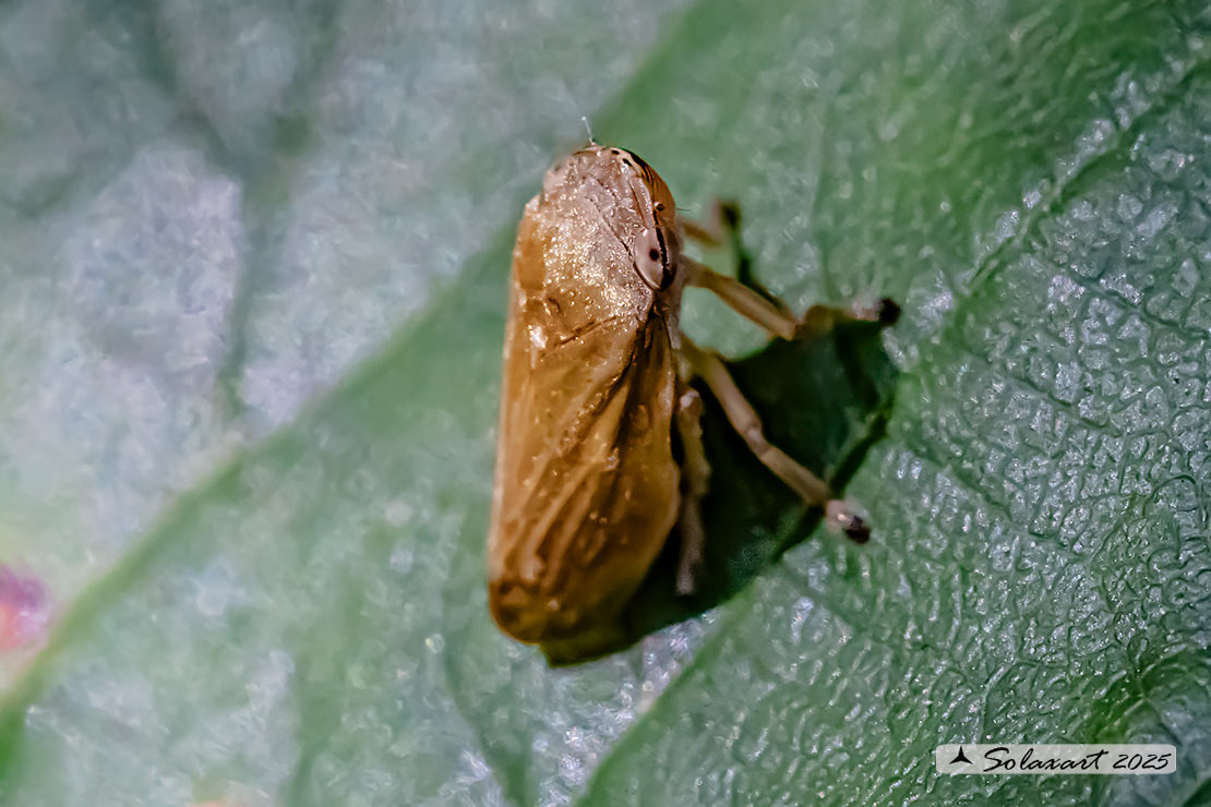 Philaenus spumarius