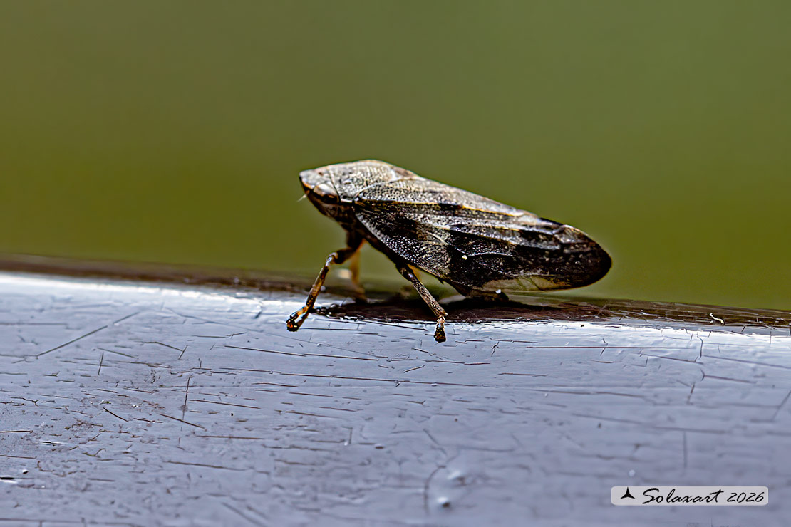 Philaenus spumarius