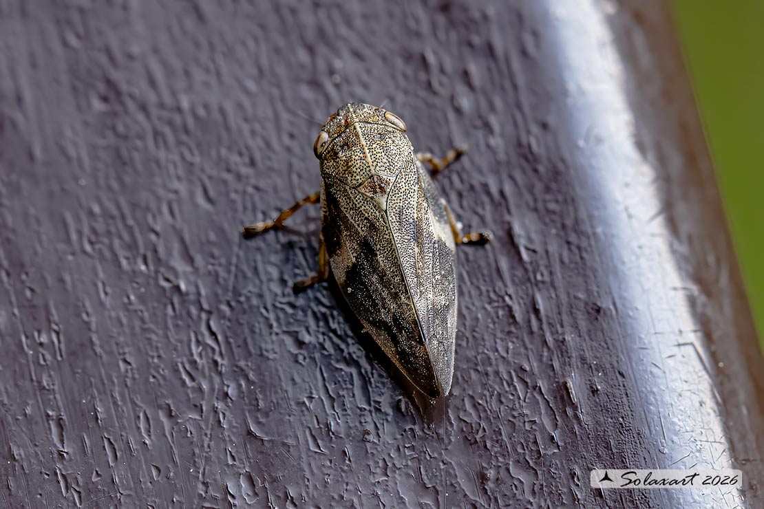 Philaenus spumarius