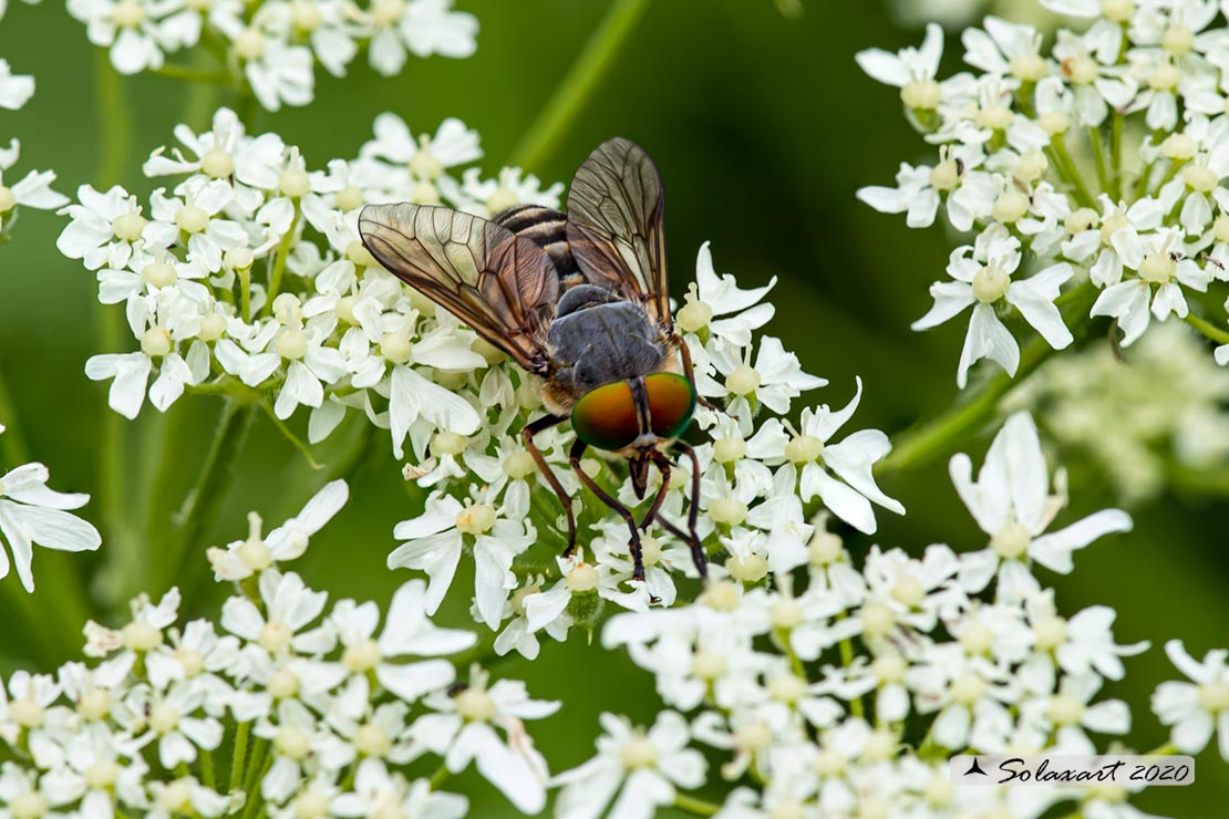 Philipomyia aprica: Mosca cavallina (femmina) - Horse fly (female)