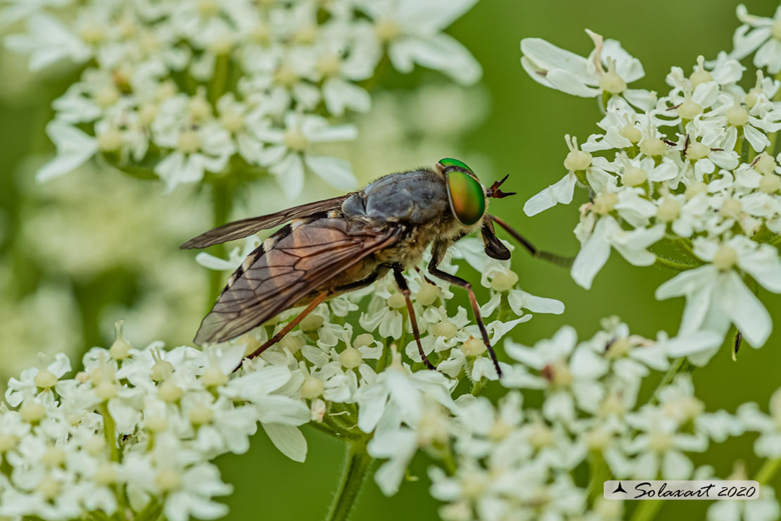 Philipomyia aprica: Mosca cavallina (femmina) - Horse fly (female)