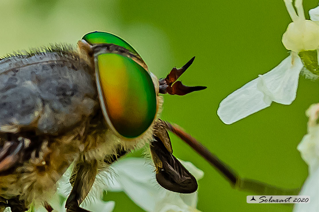 Philipomyia aprica: Mosca cavallina (femmina) - Horse fly (female)