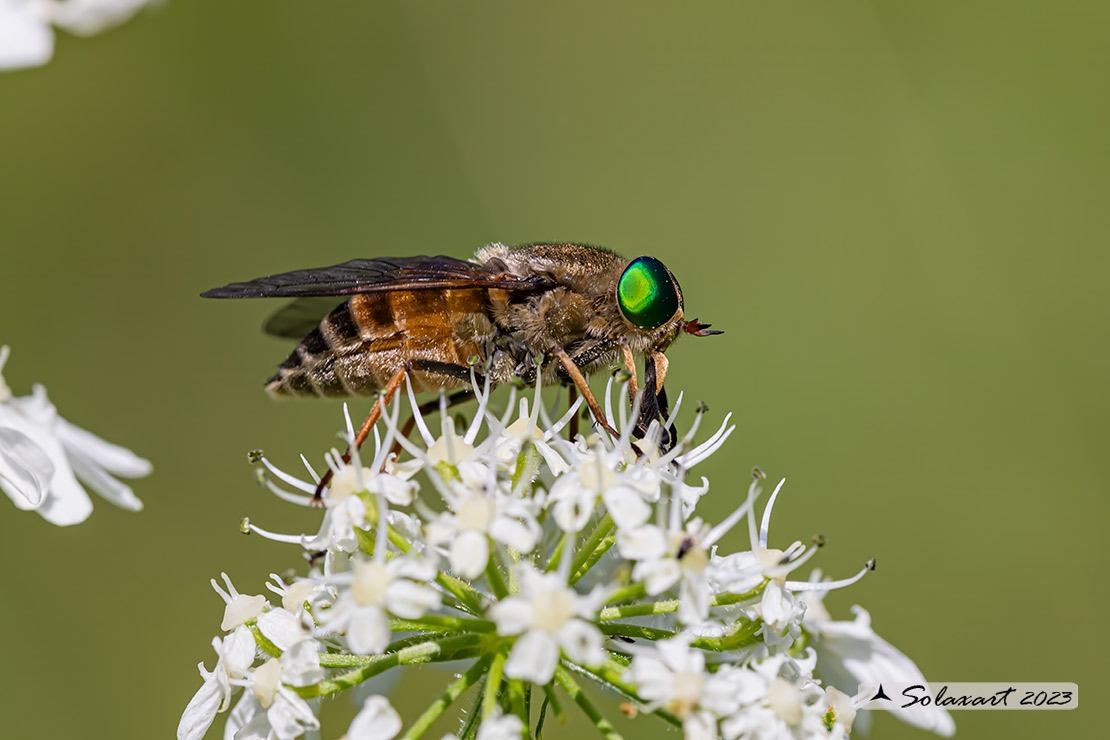 Philipomyia aprica: Mosca cavallina (femmina) - Horse fly (female)