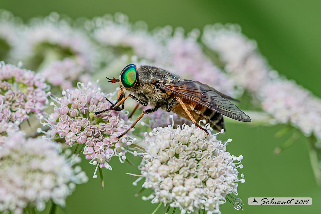 Philipomyia aprica: Mosca cavallina (maschio) - Horse fly (male)