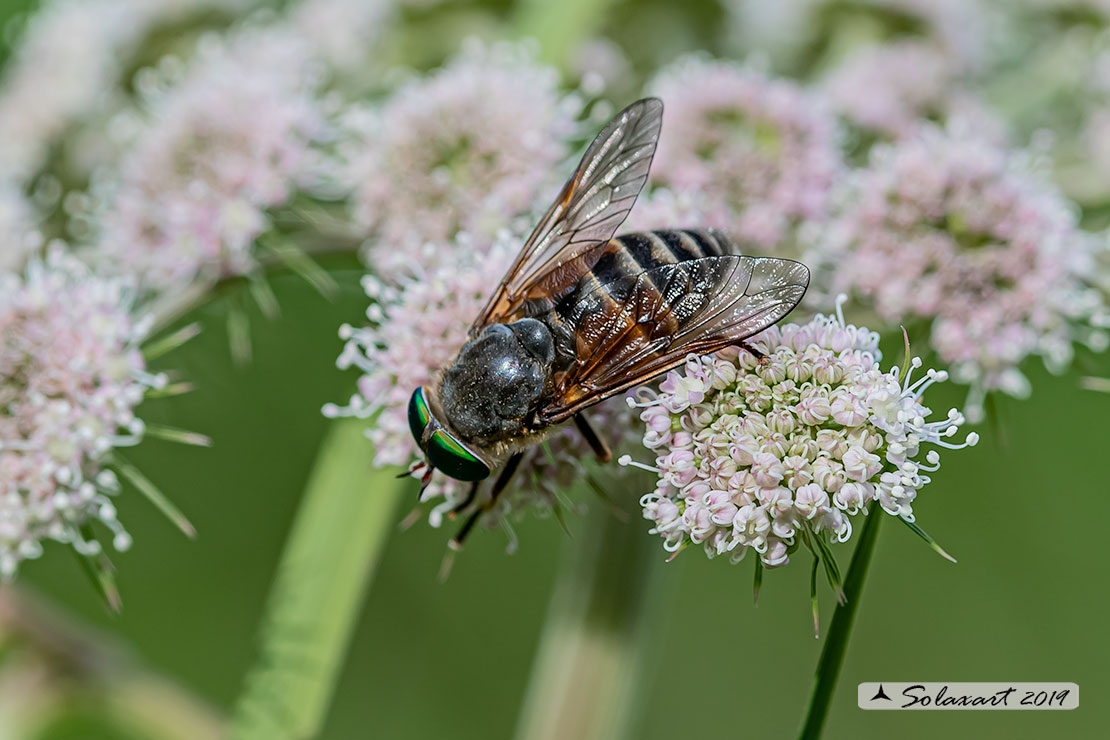 Philipomyia aprica: Mosca cavallina (maschio) - Horse fly (male)