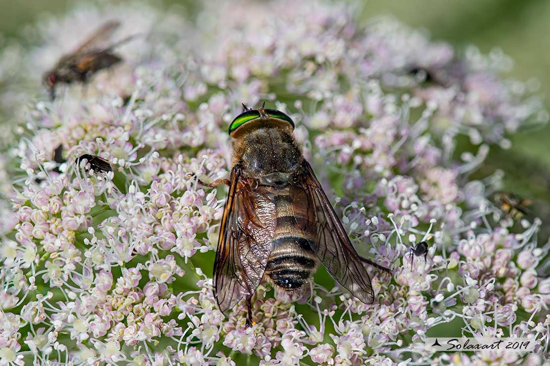 Philipomyia aprica: Mosca cavallina (maschio) - Horse fly (male)