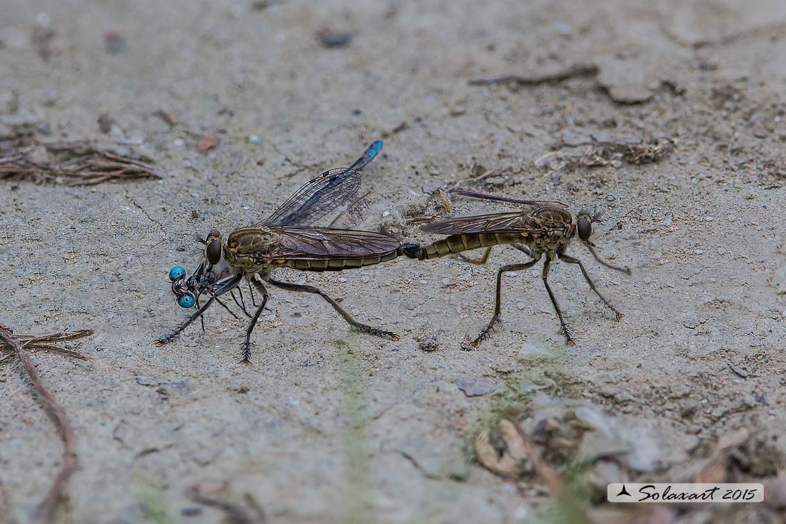 predatore: Philonicus albiceps - preda: Odonata Zigoptera