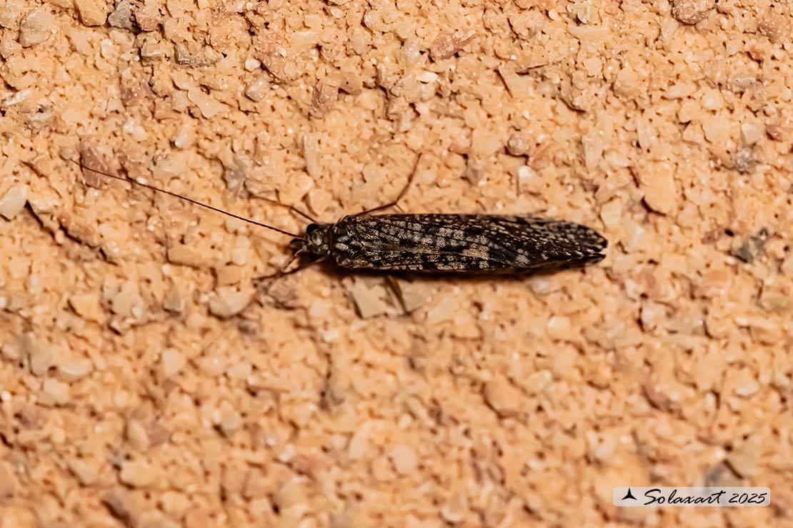 Philopotamidae 