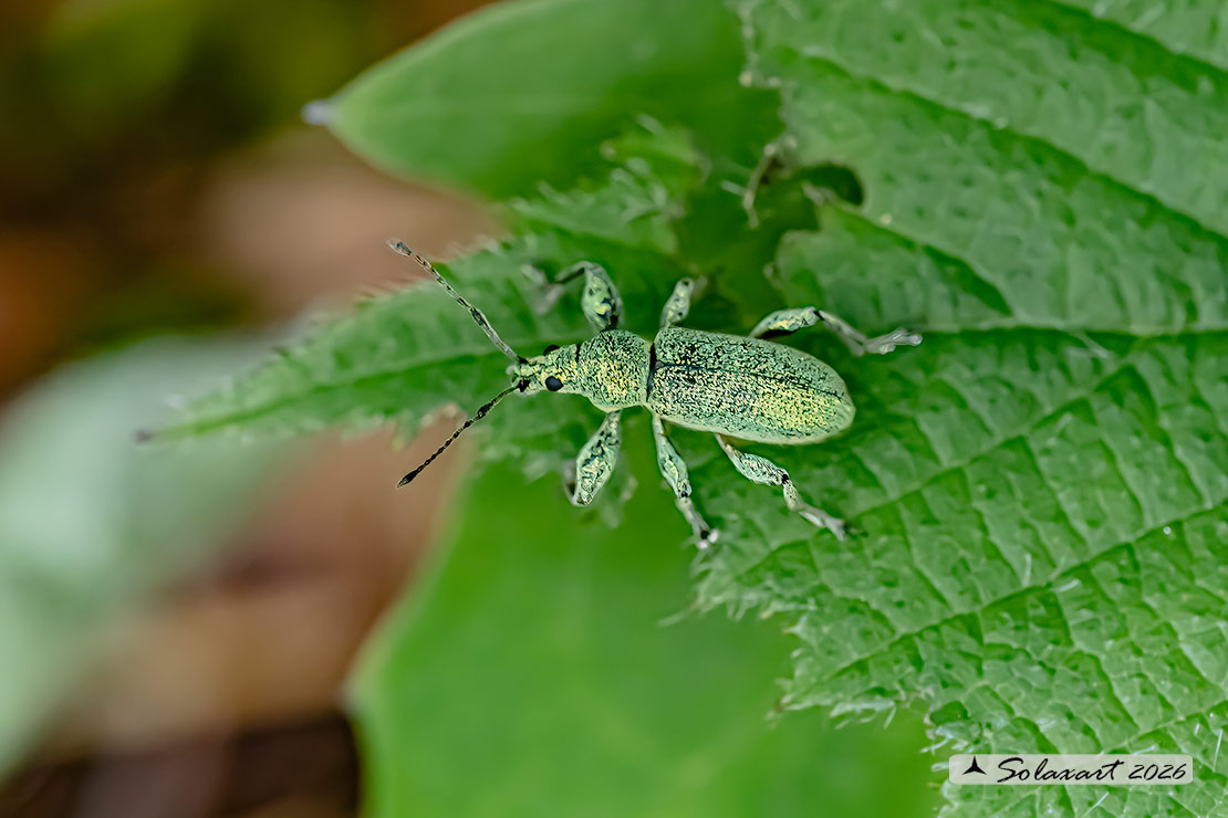 Phyllobius argentatus