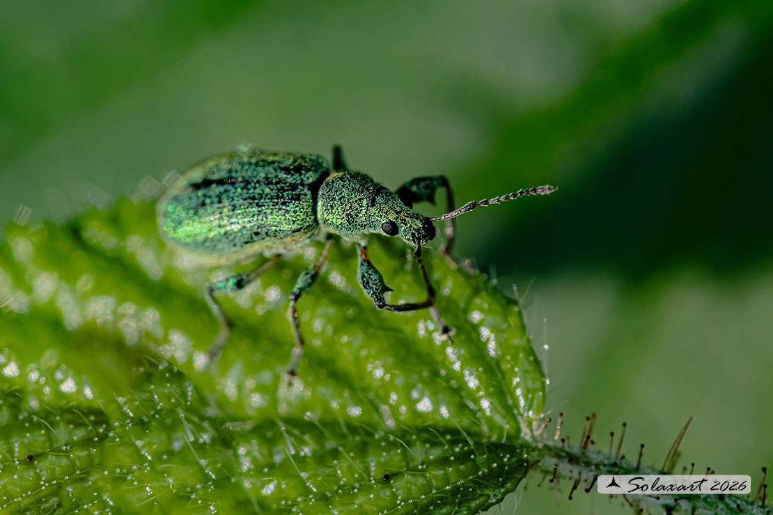 Phyllobius argentatus