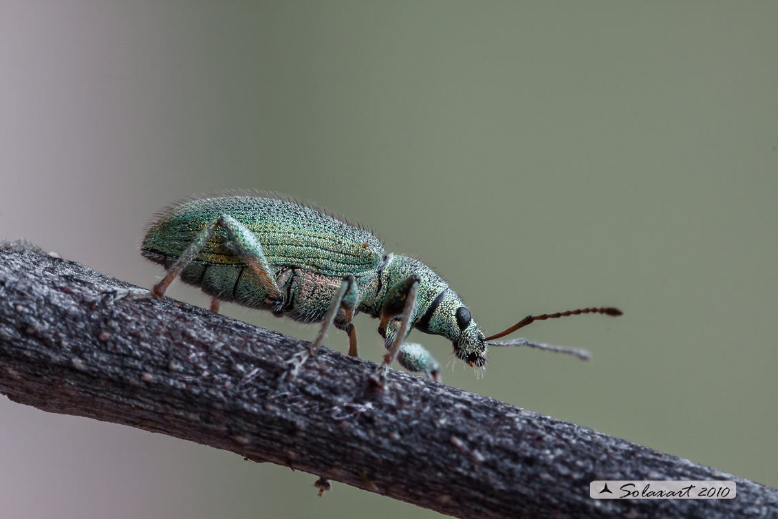 Phyllobius glaucus