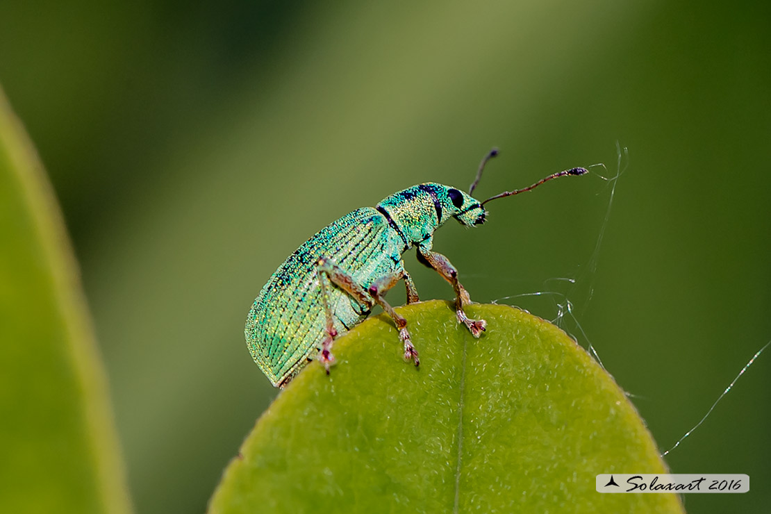 Phyllobius glaucus