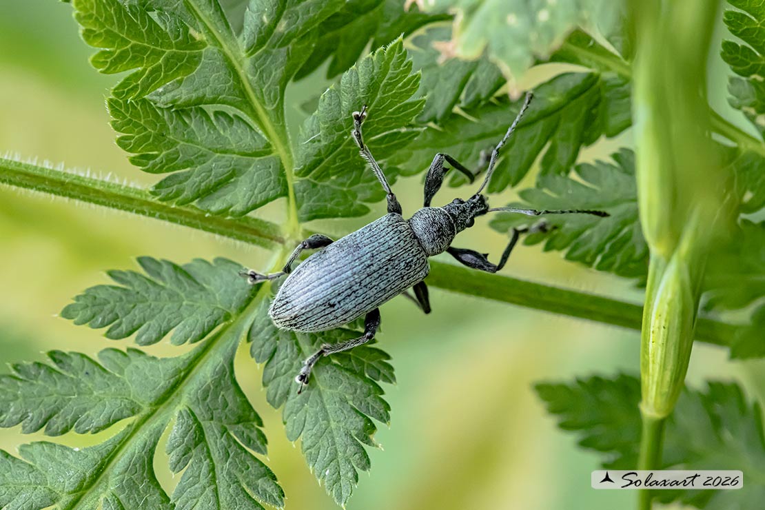 Phyllobius glaucus