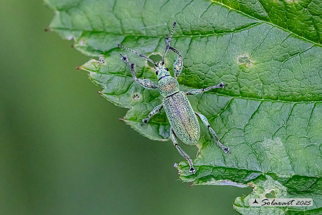 Phyllobius pomaceus