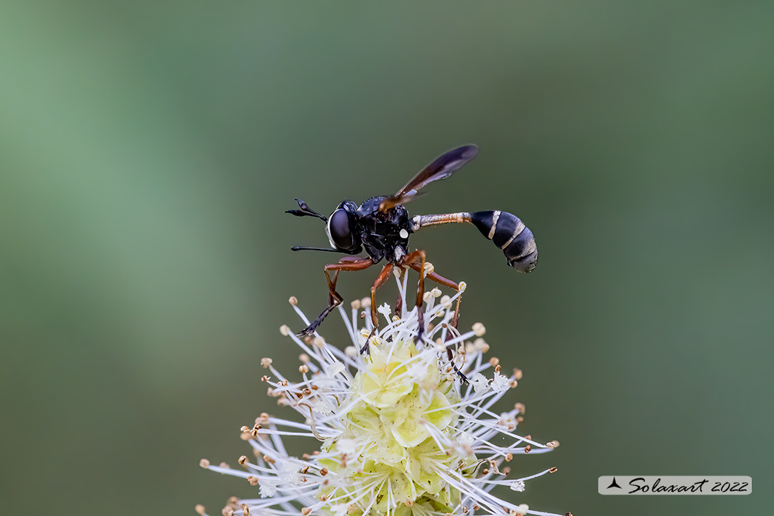 Physocephala rufipes 