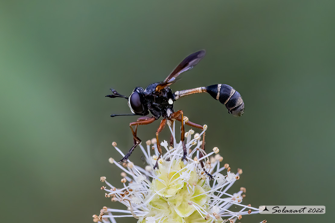 Physocephala rufipes 