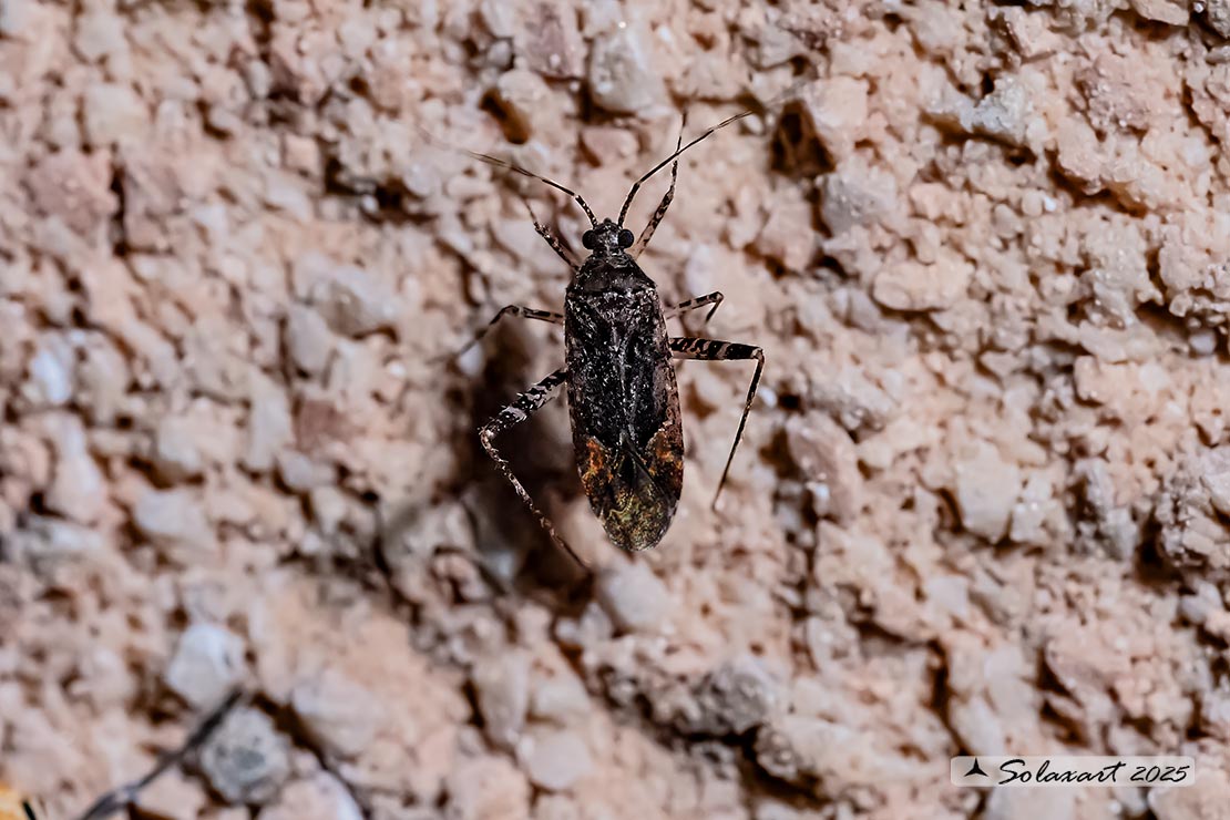 Phytocoris intricatus