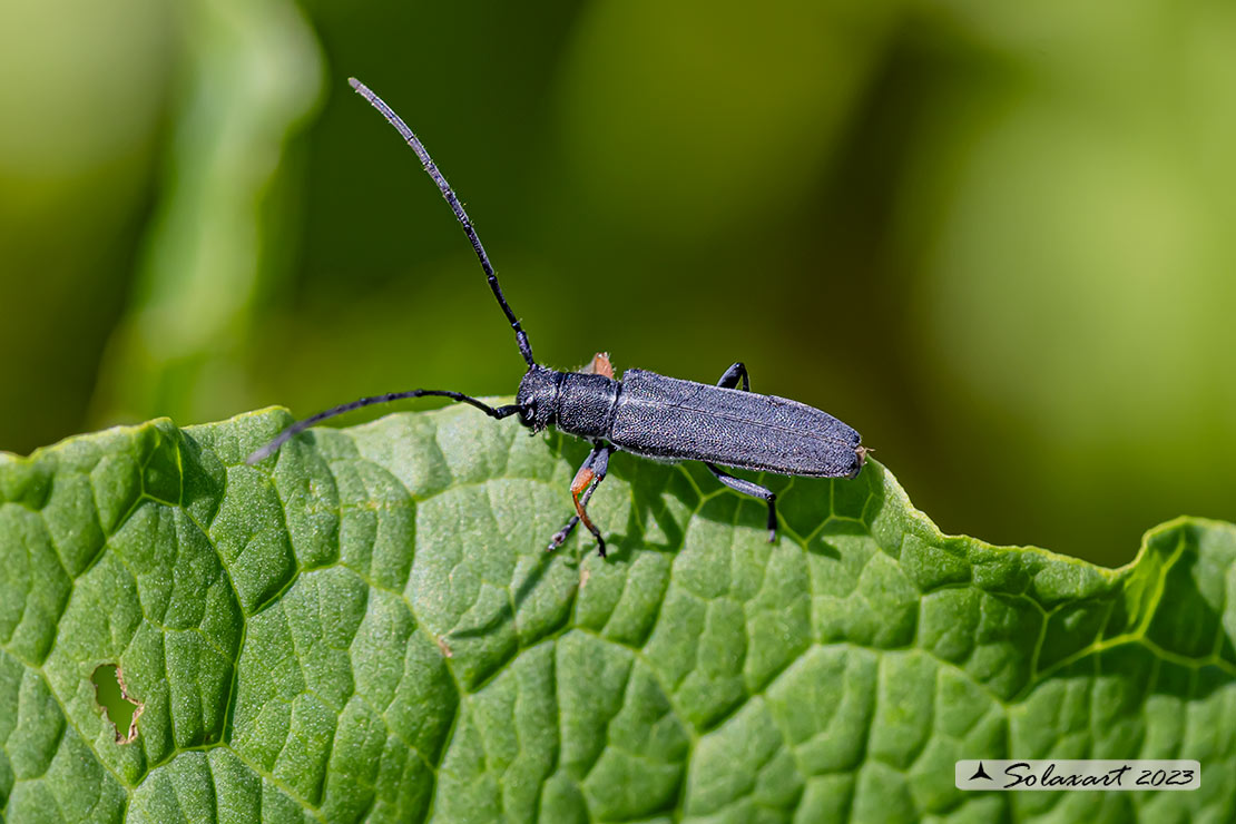 Phytoecia cylindrica