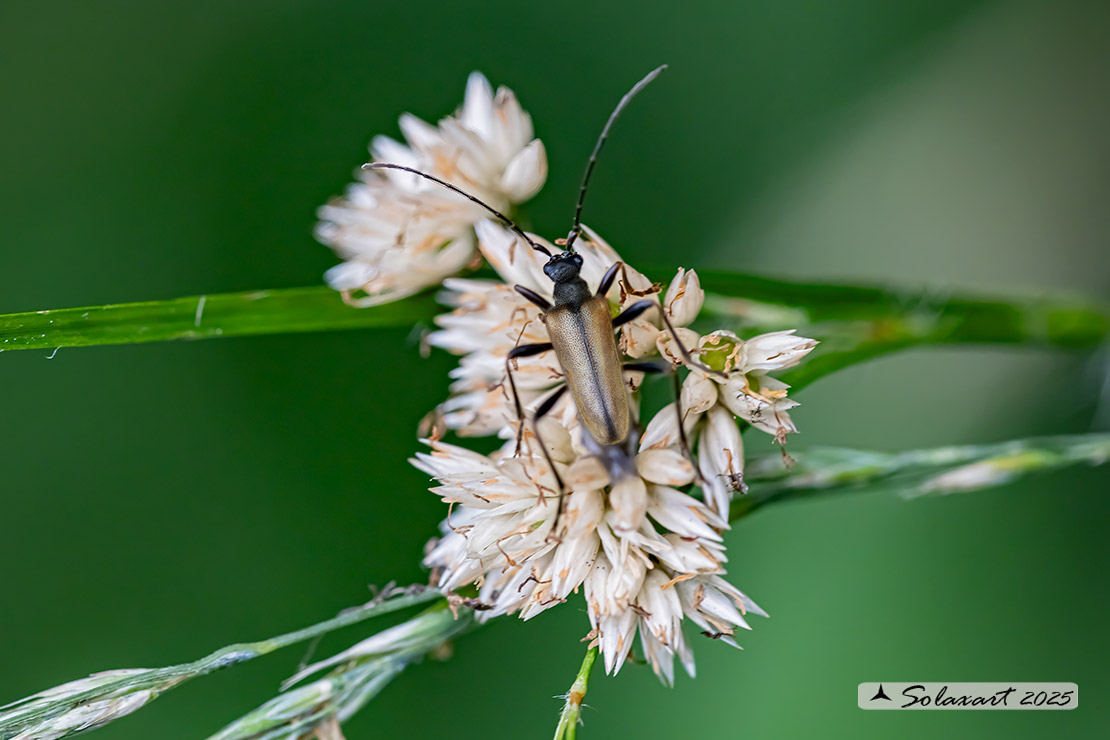 Pidonia lurida