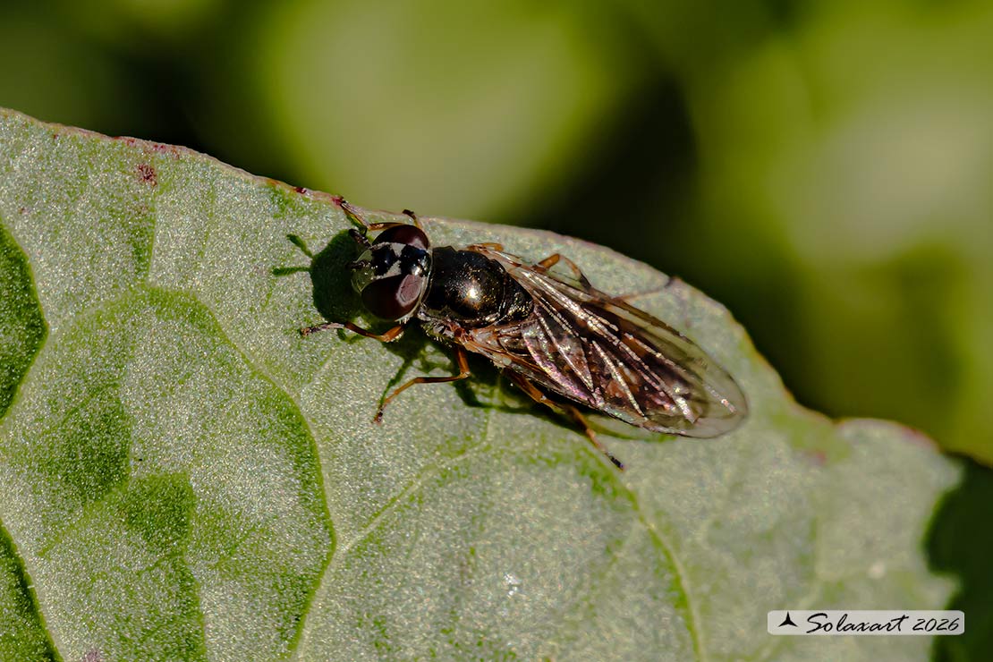 Platycheirus cfr clypeatus