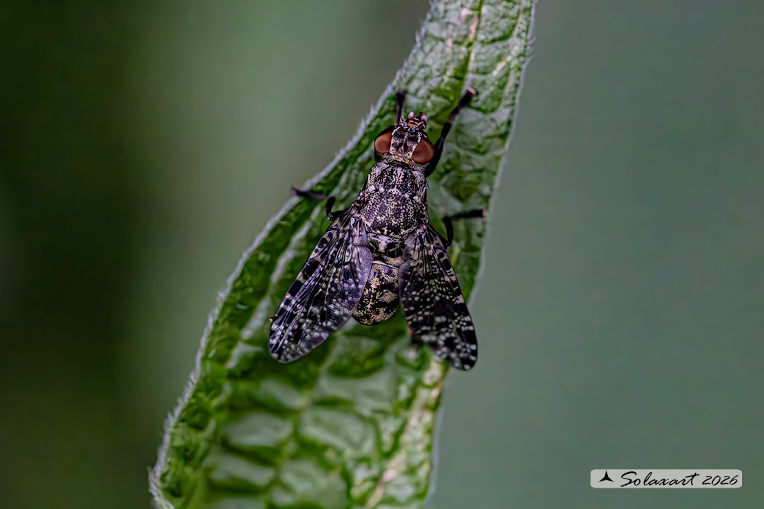 Platystoma lugubre
