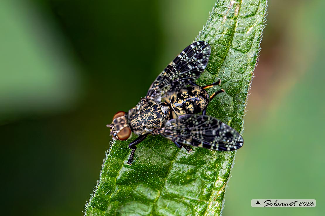 Platystoma lugubre