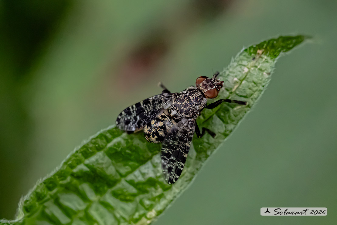 Platystoma lugubre