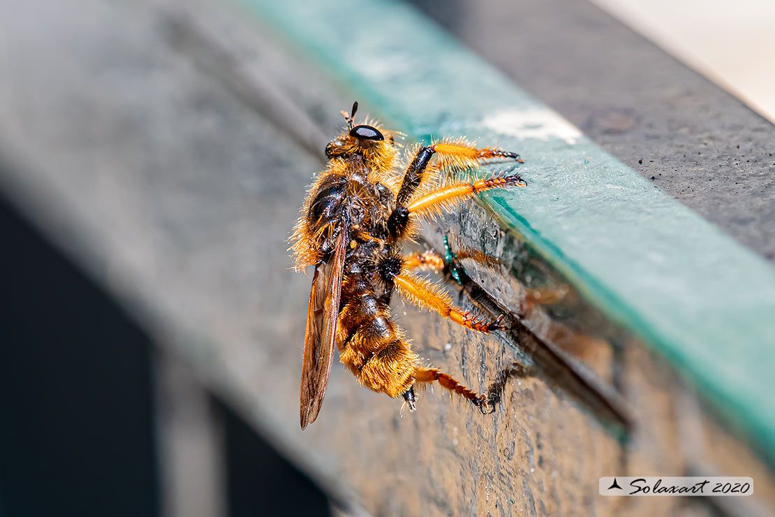 Pogonosoma maroccanum  - Dune robberfly