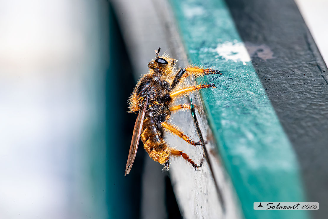 Pogonosoma maroccanum  - Dune robberfly