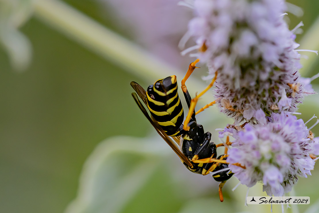 Polistes dominulus - Vespa - European paper wasp
