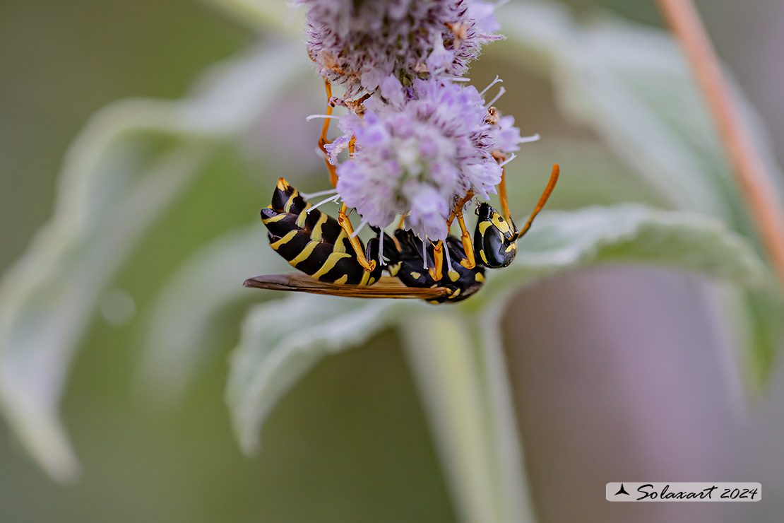 Polistes dominulus - Vespa - European paper wasp