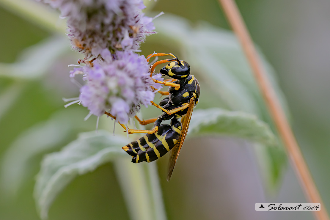 Polistes dominulus - Vespa - European paper wasp