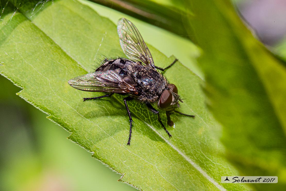 Pollenia rudis