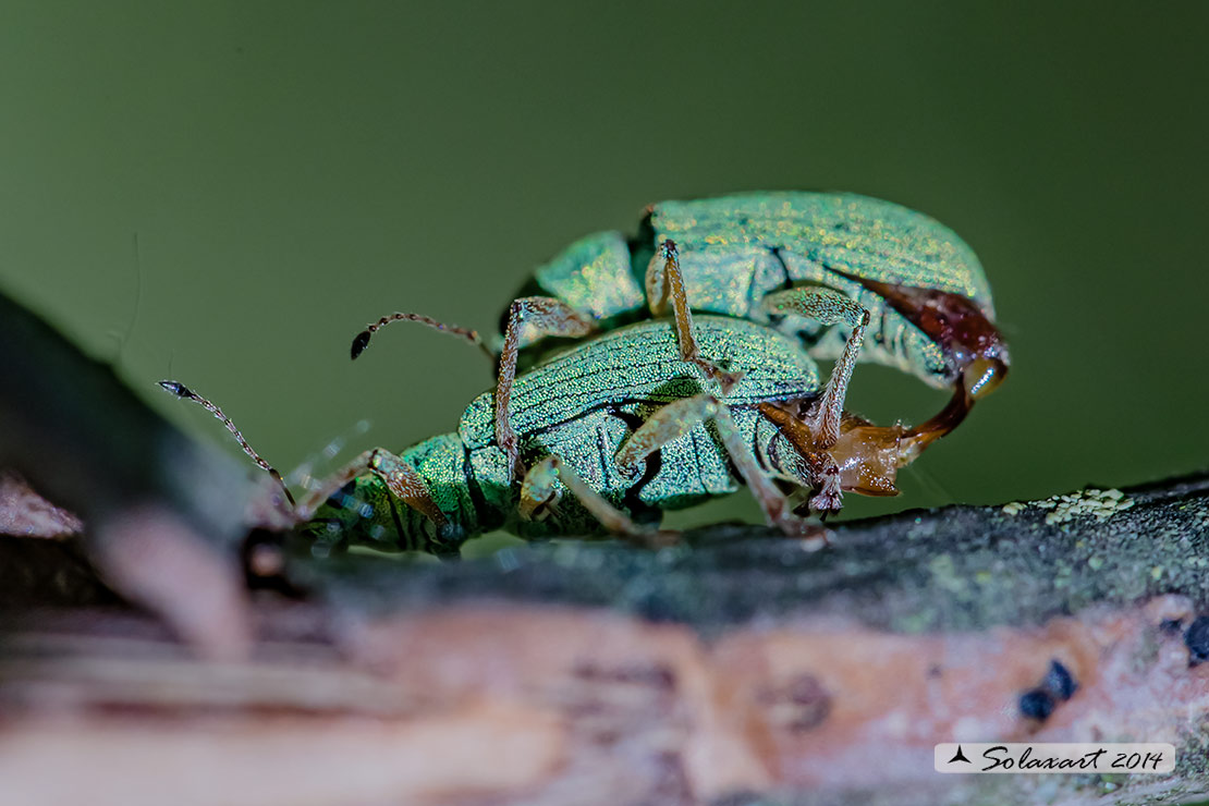 Polydrusus formosus