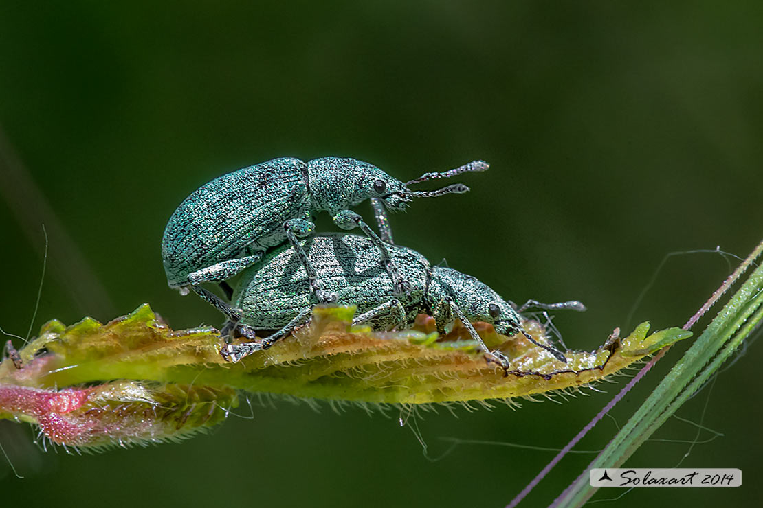 Polydrusus prasinus