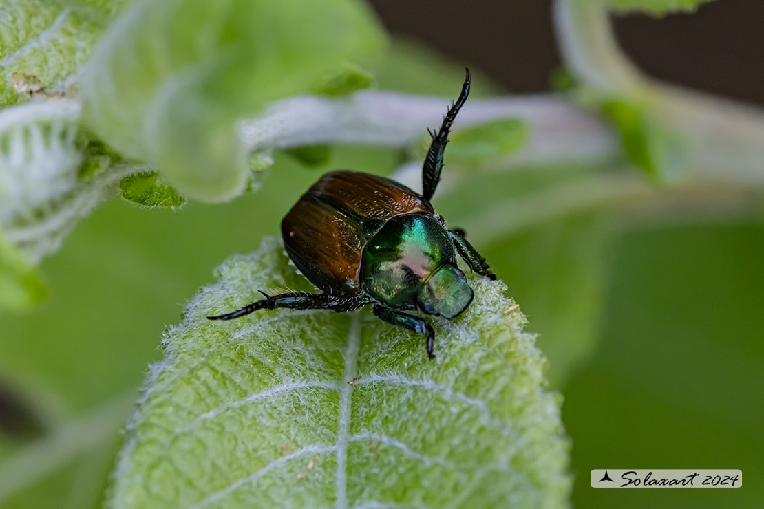 Popillia japonica