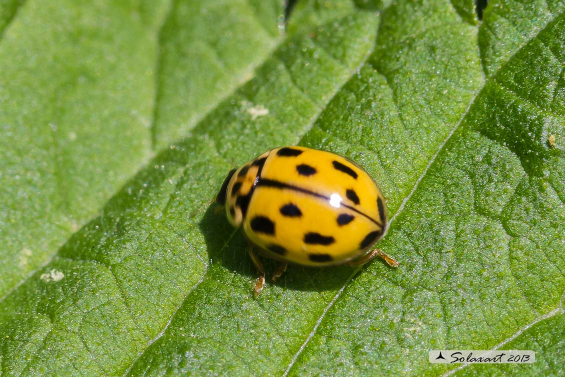 Propylea quatuordecimpunctata -  Coccinella gialla - Fourteen spotted Lady Beetle