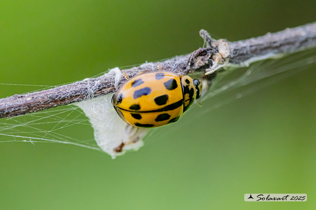 Propylea quatuordecimpunctata -  Coccinella gialla - Fourteen spotted Lady Beetle