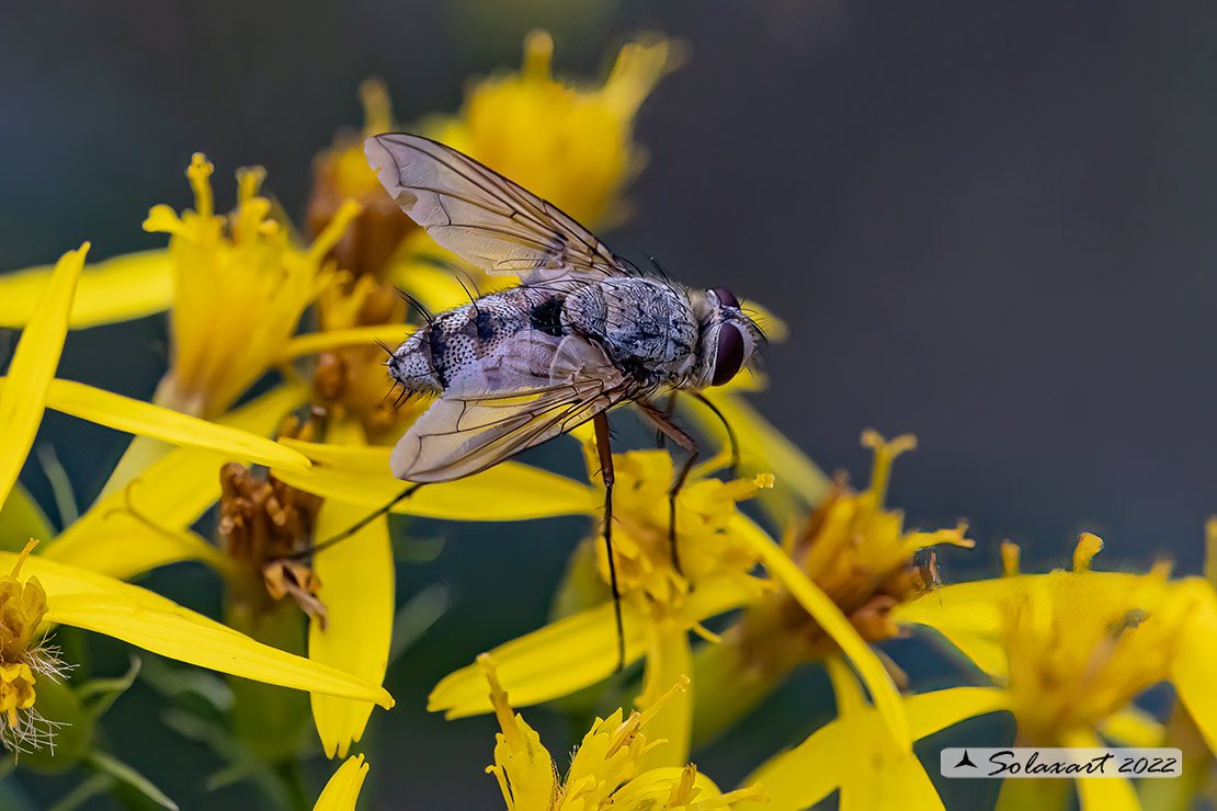 Prosena siberita