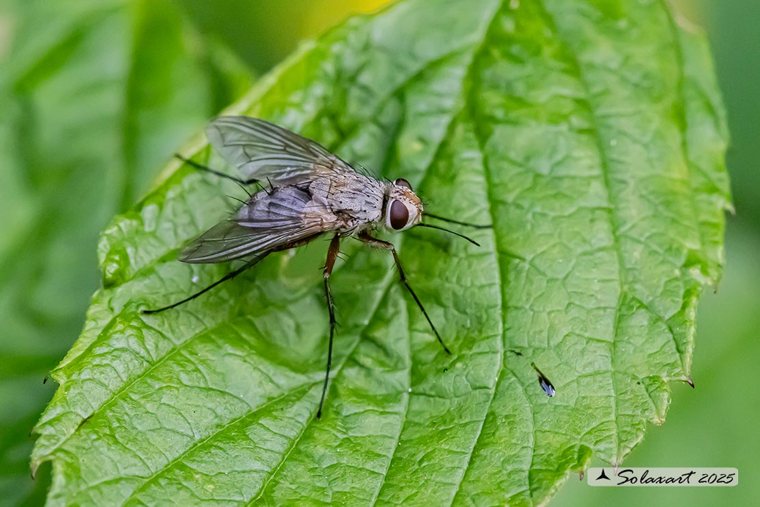 Prosena siberita