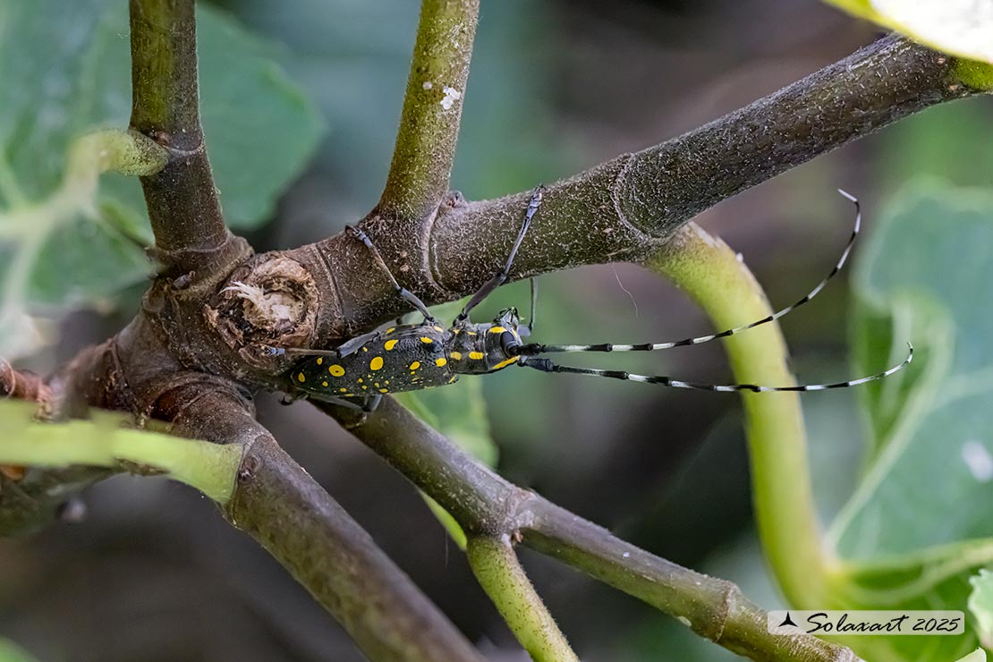 Psacothea hilaris