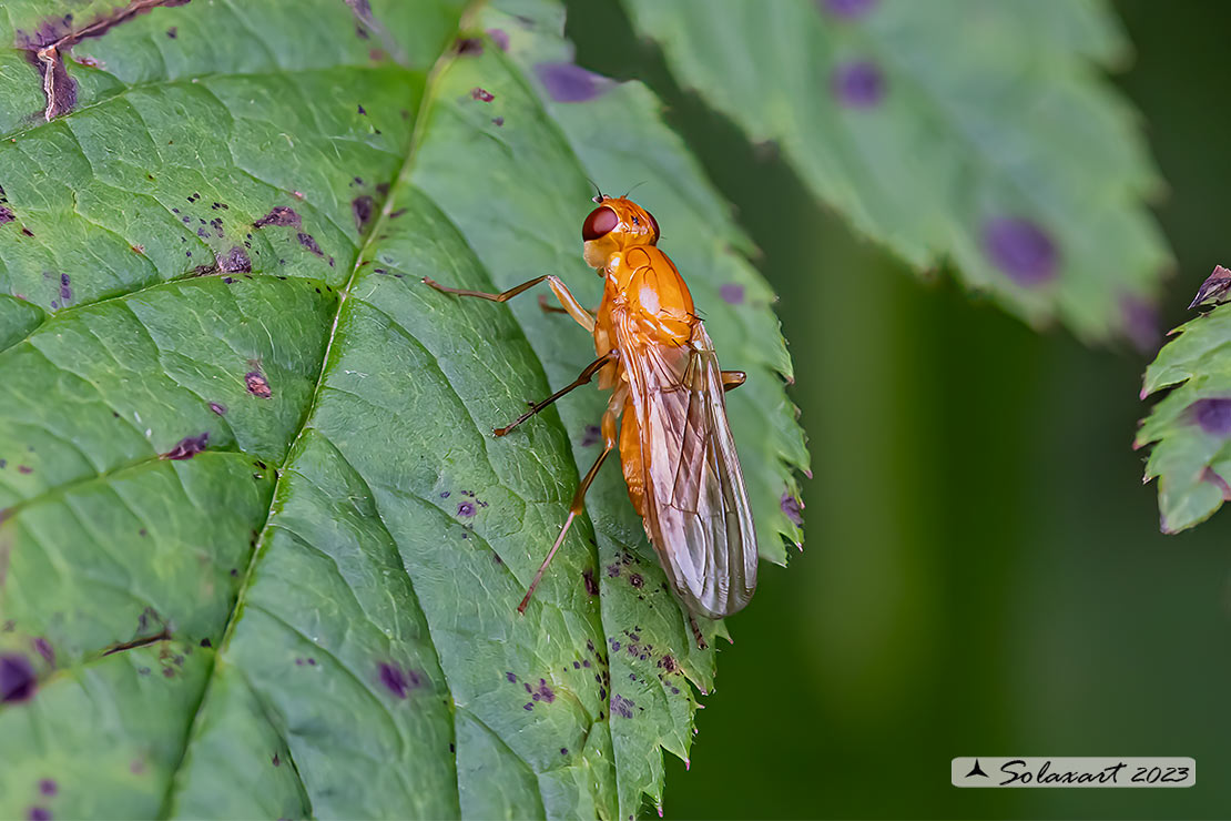 Psila fimetaria - bee fly