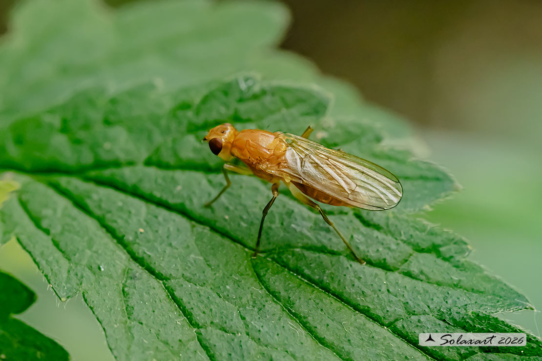 Psila fimetaria - bee fly