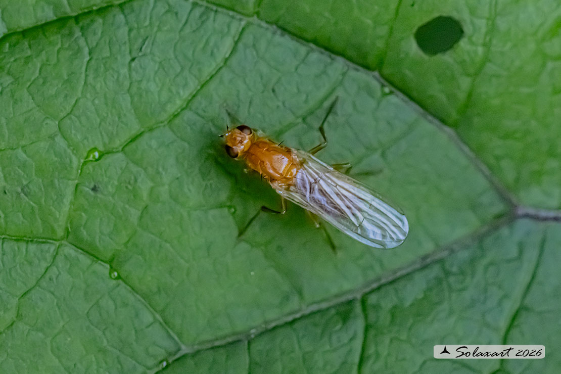 Psila fimetaria - bee fly