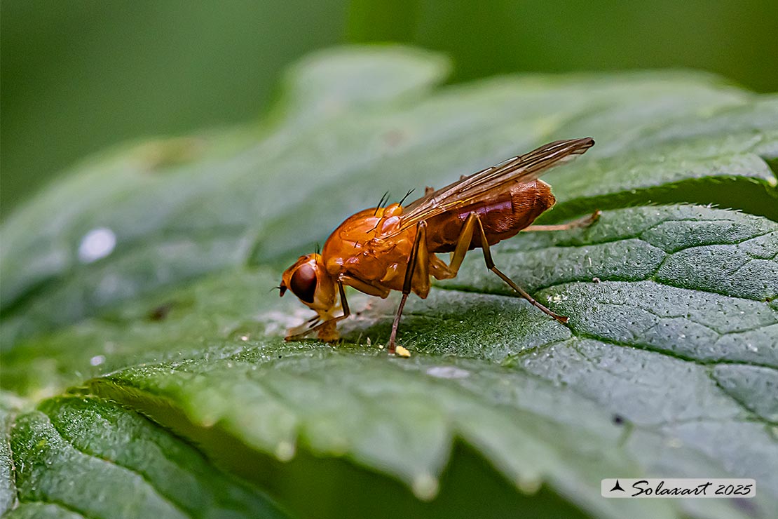 Psila fimetaria - bee fly