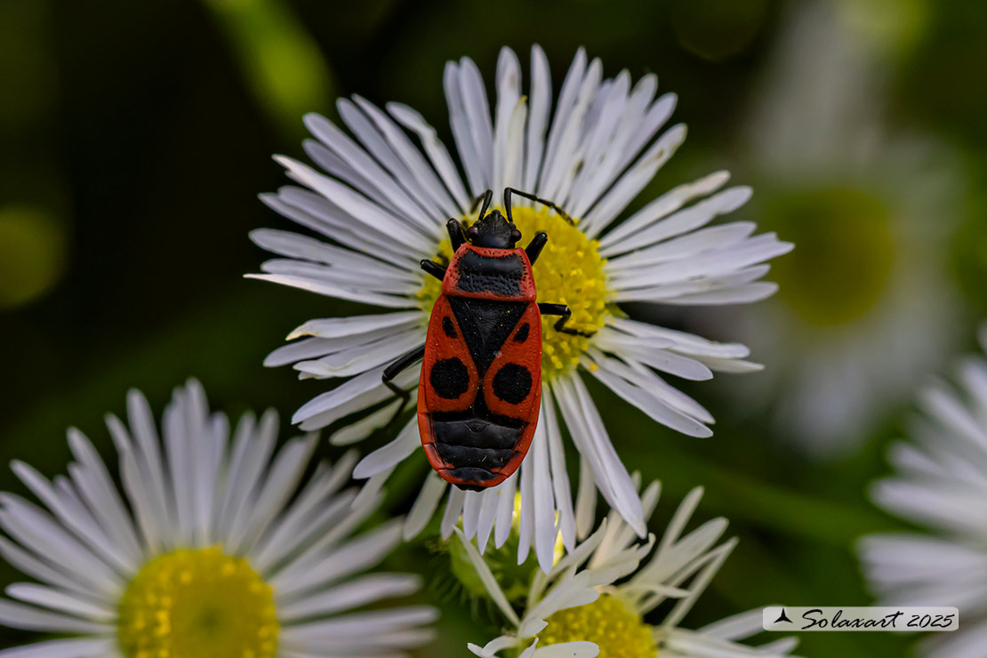 Pyrrhocoris apterus 