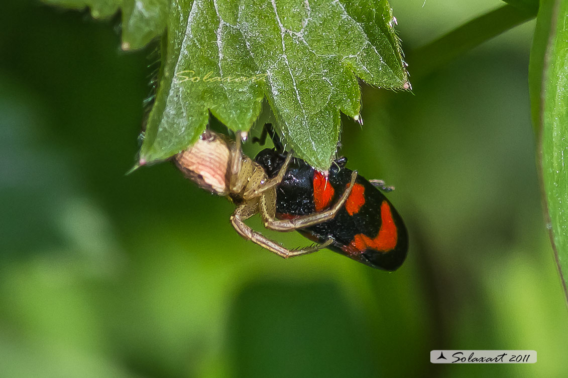 Ragno che ha predato una Cercopis vulnerata